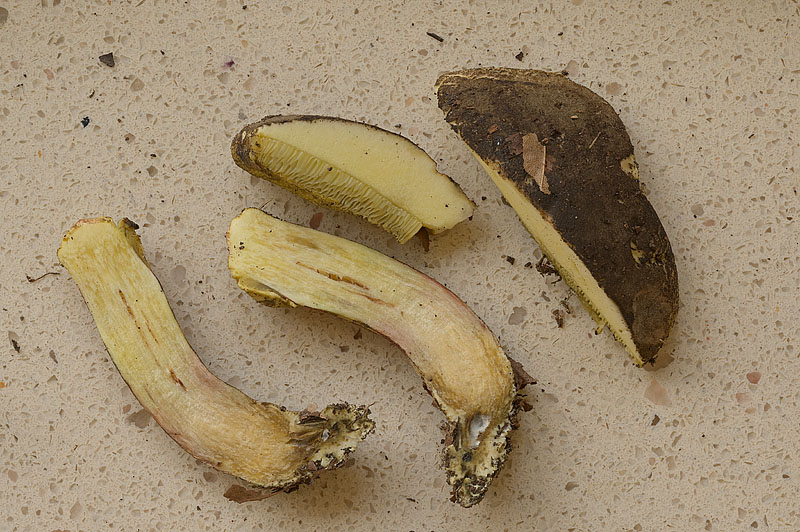 Xerocomellus pruinatus